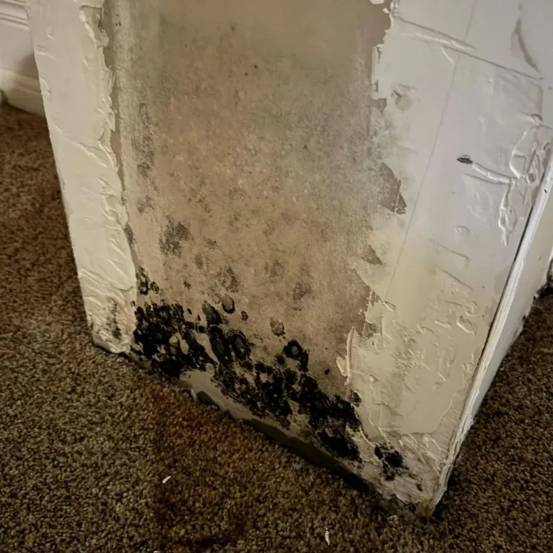 Professional Mold Removal in Dickson, TN